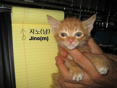 지노(JiNo) 이미지