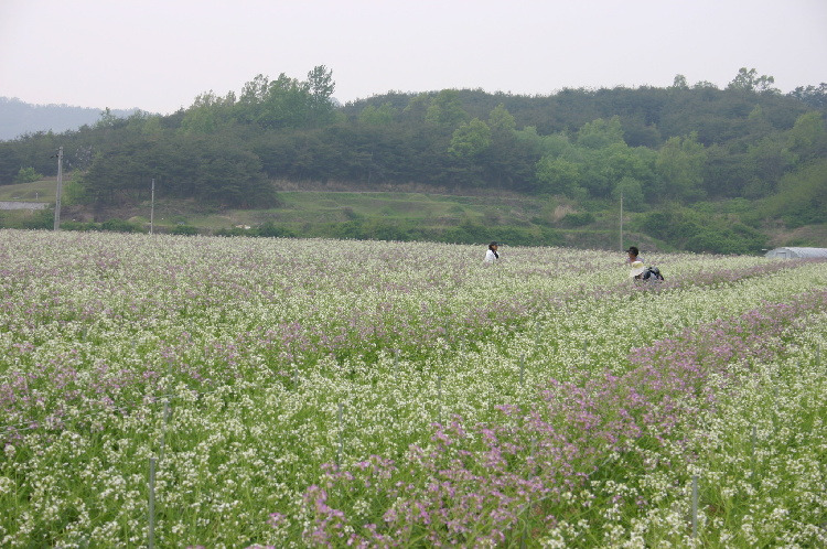 솔영농 이미지