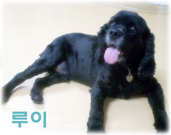 코카 이미지