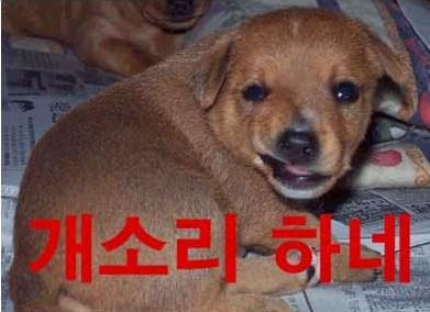 하네 이미지