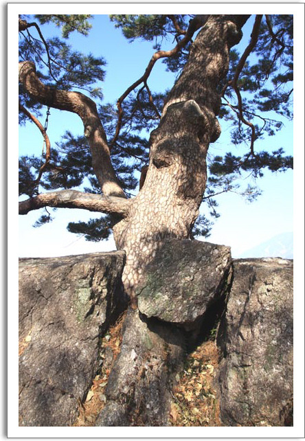 �̹����� Ŭ���ϸ� ������ ���� �� �ֽ��ϴ�.